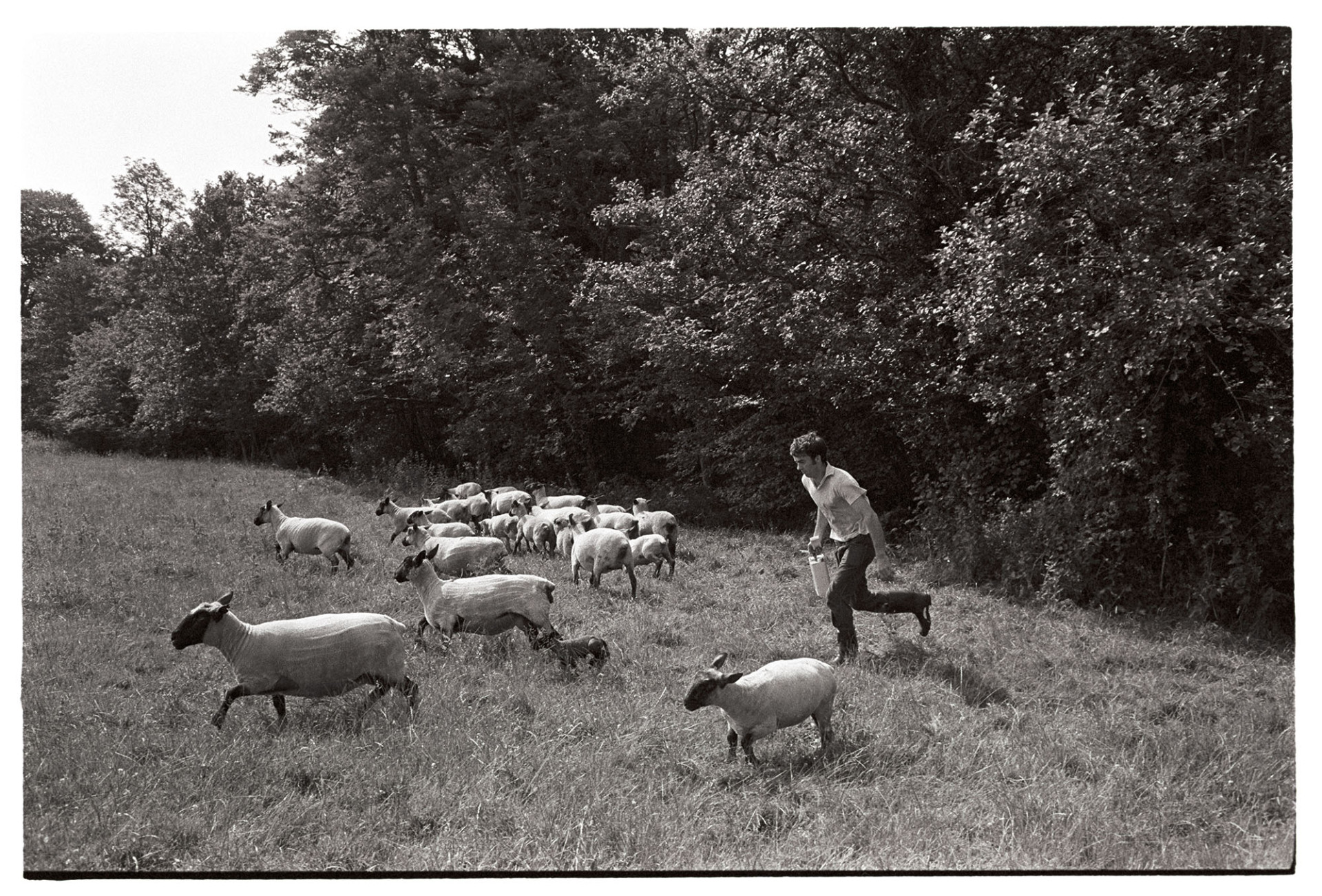 Farmers checking sheep and dowsing.
[Graham Ward checking sheep and lambs in a field at Parsonage Farm, Iddesleigh.]