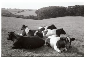 Cows lying down by James Ravilious