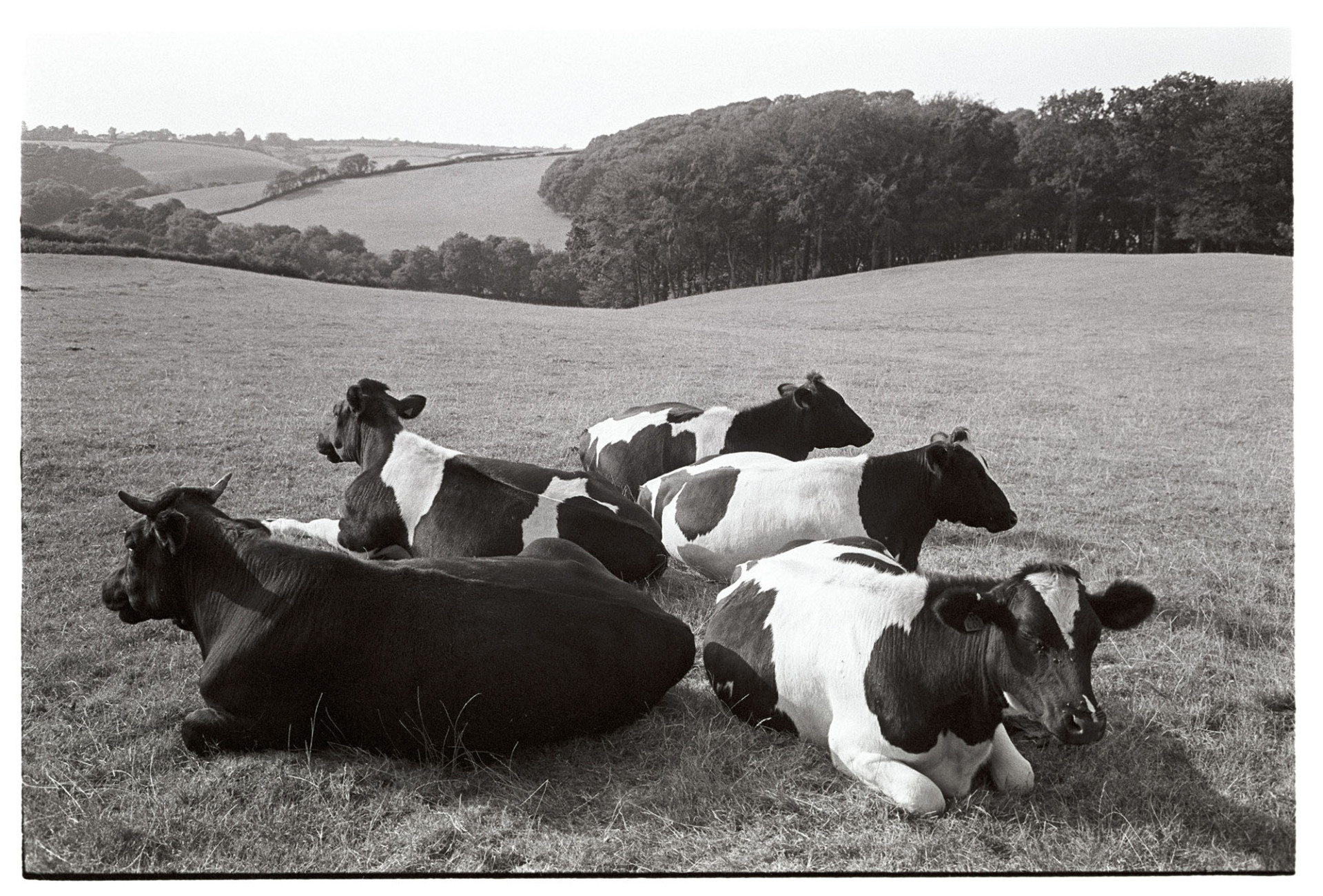 Group of cows lying down.
[Cows lying down in a field at Parsonage Farm, Iddesleigh. Woodland and trees are in the background.]