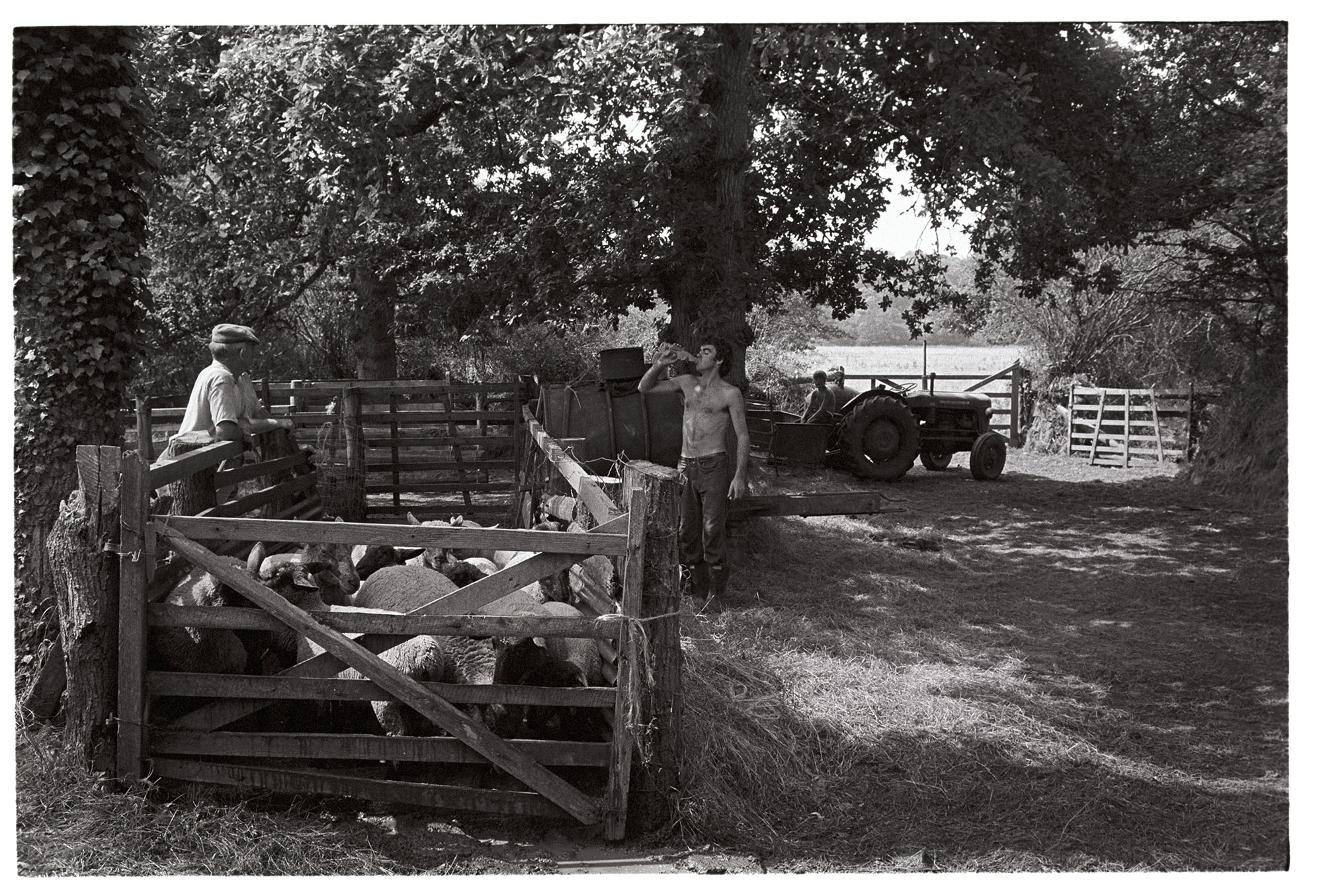 Graham and David Ward during sheep dipping – Beaford Archive