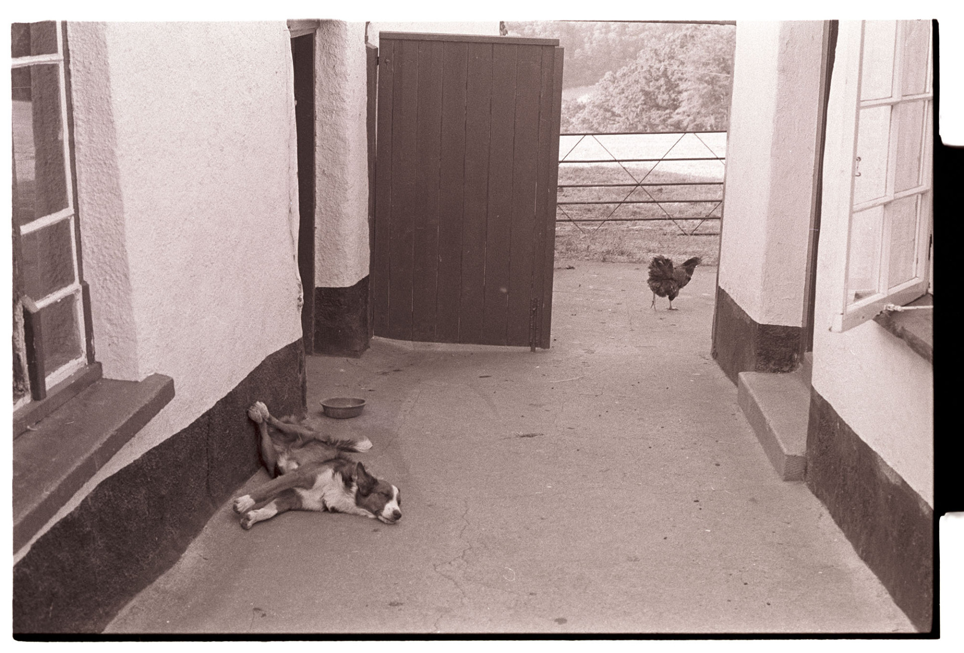 Dog resting in cob courtyard with chicken in background.
[A dog sleeping in the courtyard resting it's legs on the wall at Parsonage Farm, Iddesleigh. A chicken is walking around the farmhouse in the background.]