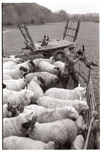 Graham Ward sorting sheep in a pen by James Ravilious