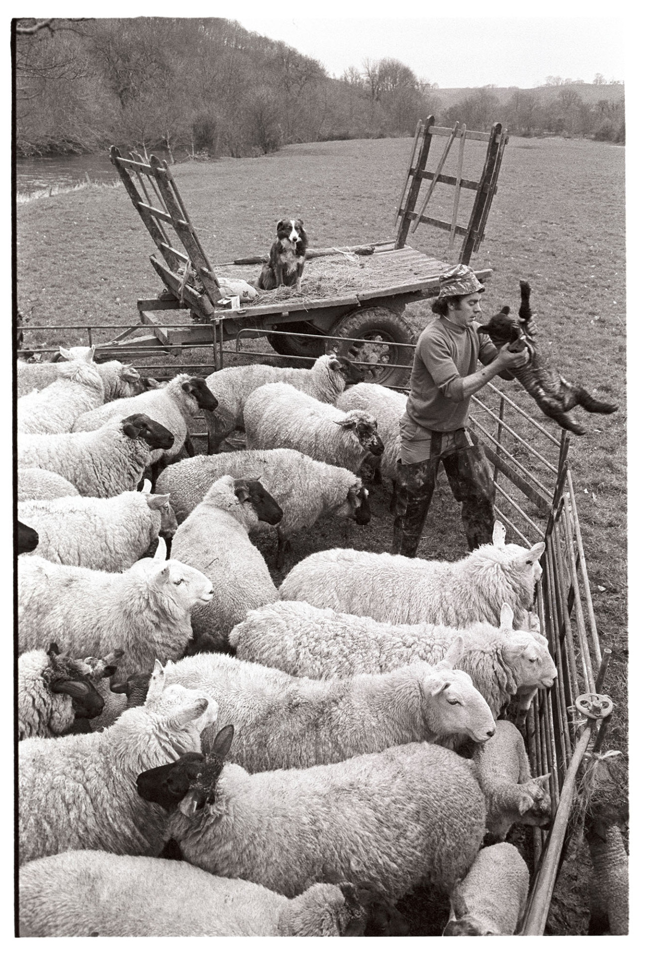 Sorting ewes and lambs in pen.
[Graham Ward lifting a lamb either into or out of a pen of sheep in a field at Parsonage Farm, Iddesleigh. His dog is sitting on a trailer in the background.]