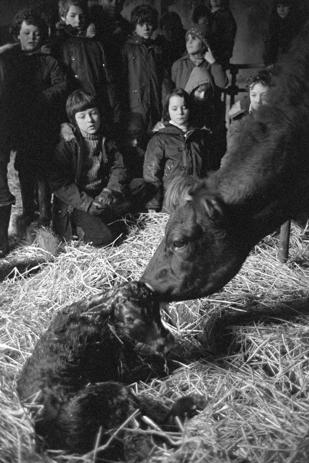 Children watching cow and calf shortly after birth.
[A group of children watching a cow licking her calf shortly after giving birth in a barn at Nethercott, Iddesleigh.]