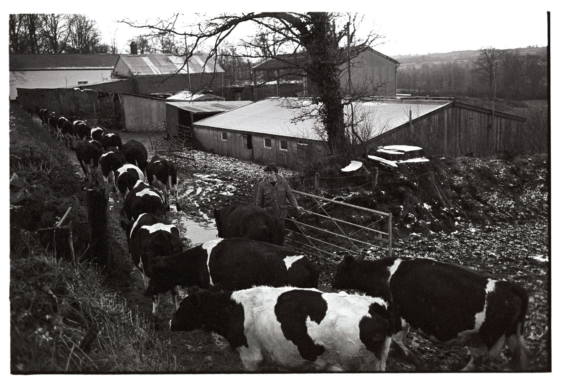 Cows coming in to be milked.
[Graham Ward opening a gate for cows walking into Parsonage Farm, Iddesleigh to be milked. Some snow is on the ground and various farm buildings can be seen behind a tree.]