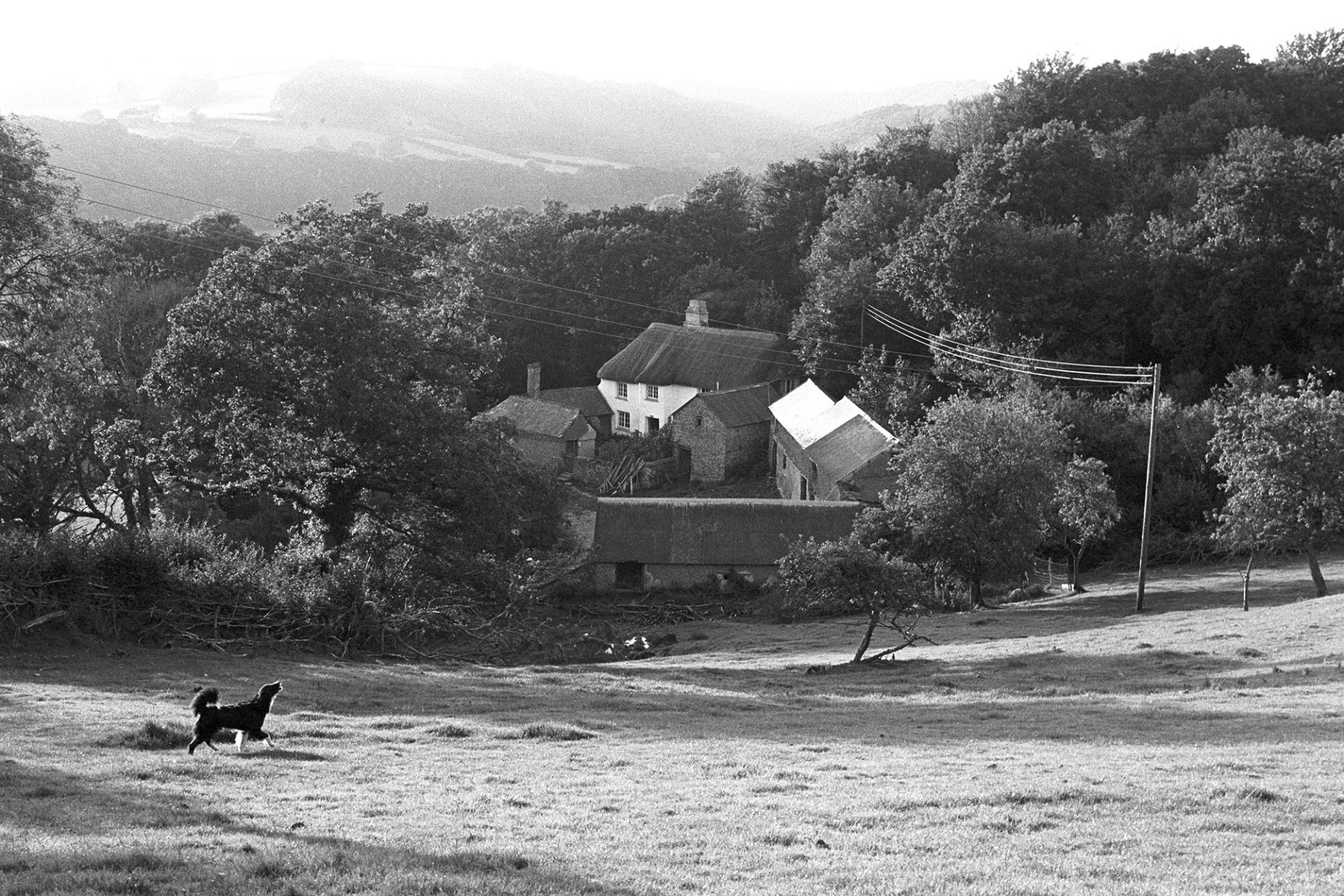 Cob and thatch farmhouse in wood. Dog.
[A cob and thatch farmhouse and barns set in a wooded hillside at Ashwell, Dolton.  A dog is trotting in a field in the foreground.]