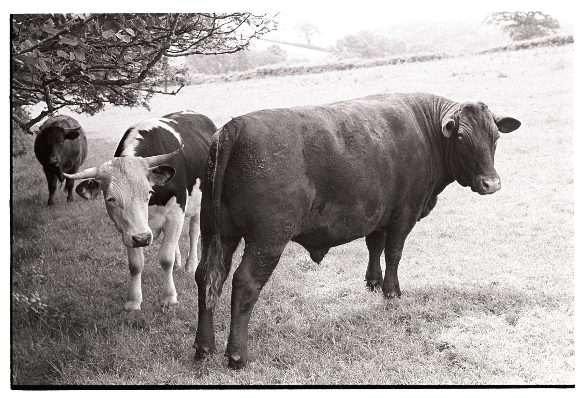 Horned bullocks in field.
[Bullocks standing under a hedge in a field at Berry Farm, Iddesleigh.]
