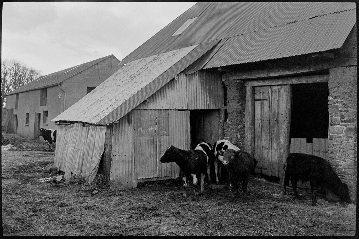 Cows, barns, woodpile. 
[Young cattle walking out of a corrugated iron shed, next to a stone and cob barn with a wooden door, into the farmyard at Parsonage, Iddesleigh.]