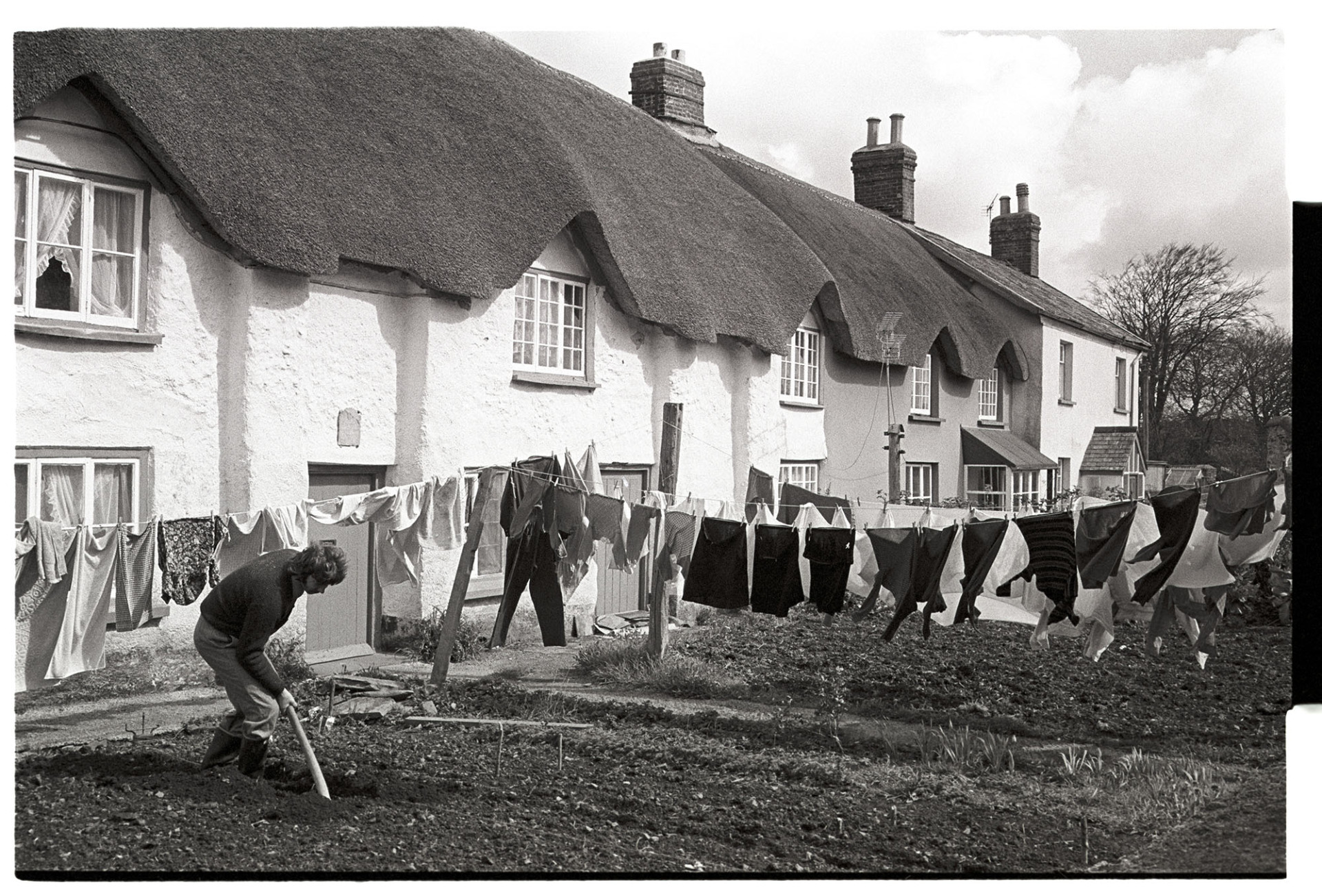 Thatched cottages with man gardening and washing on the line.
[A man digging in a garden by a row of thatched cottages in Dolton.  Three lines of washing are hung out to dry behind him.]