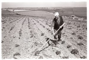 Felix Luxton hoeing by James Ravilious