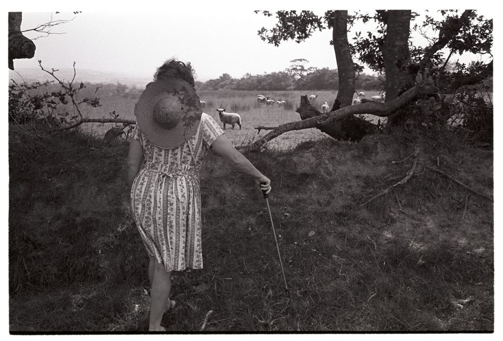 Mrs Oke checking sheep – Beaford Archive