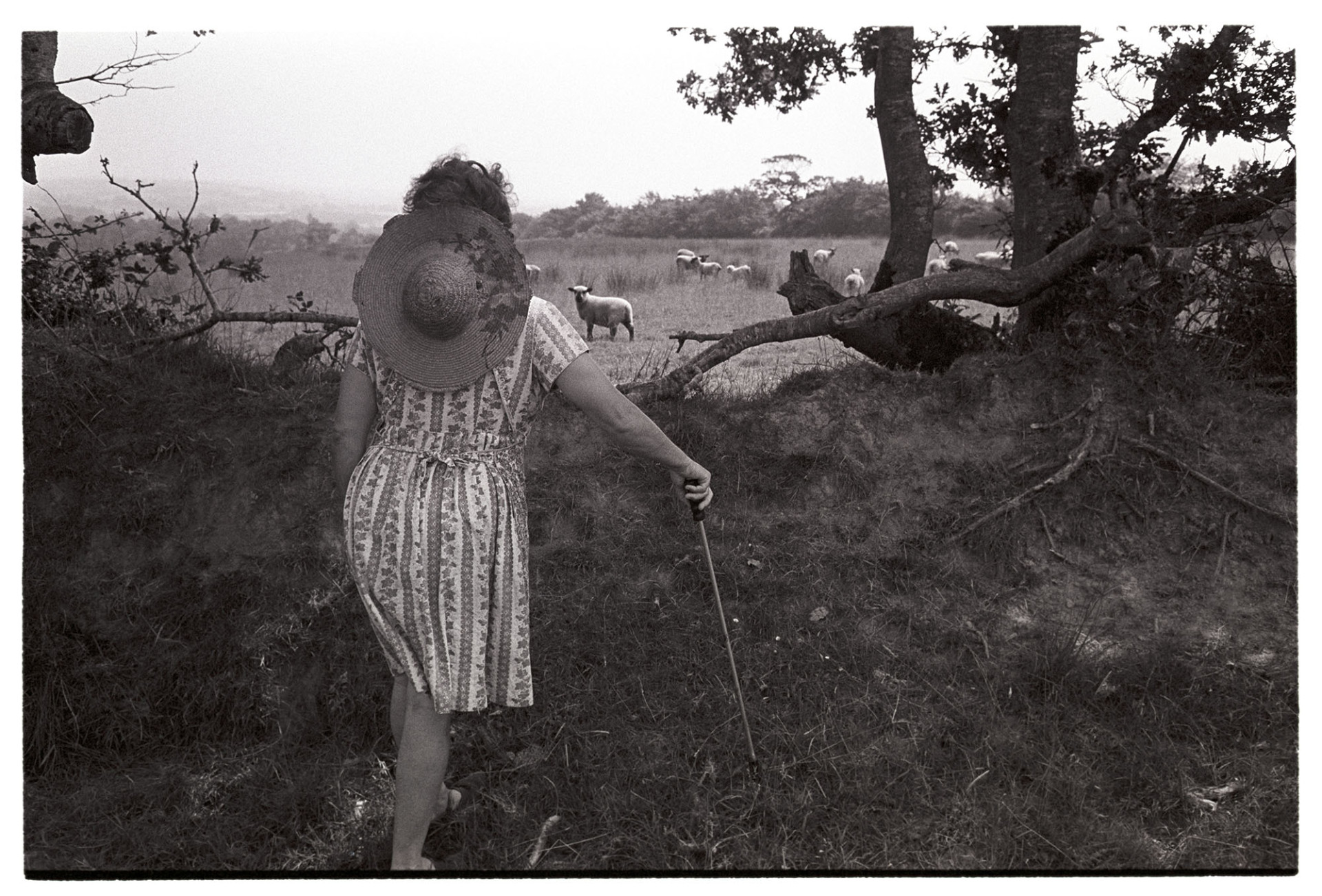 Woman checking sheep, sun hat.
[Mrs Oke looking over a hedge checking sheep in a field at Deckport, Hatherleigh. She has holding a walking stick and is wearing a straw sun hat.]