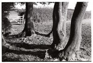Oak tree trunks by James Ravilious