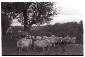 Flock of sheep by James Ravilious