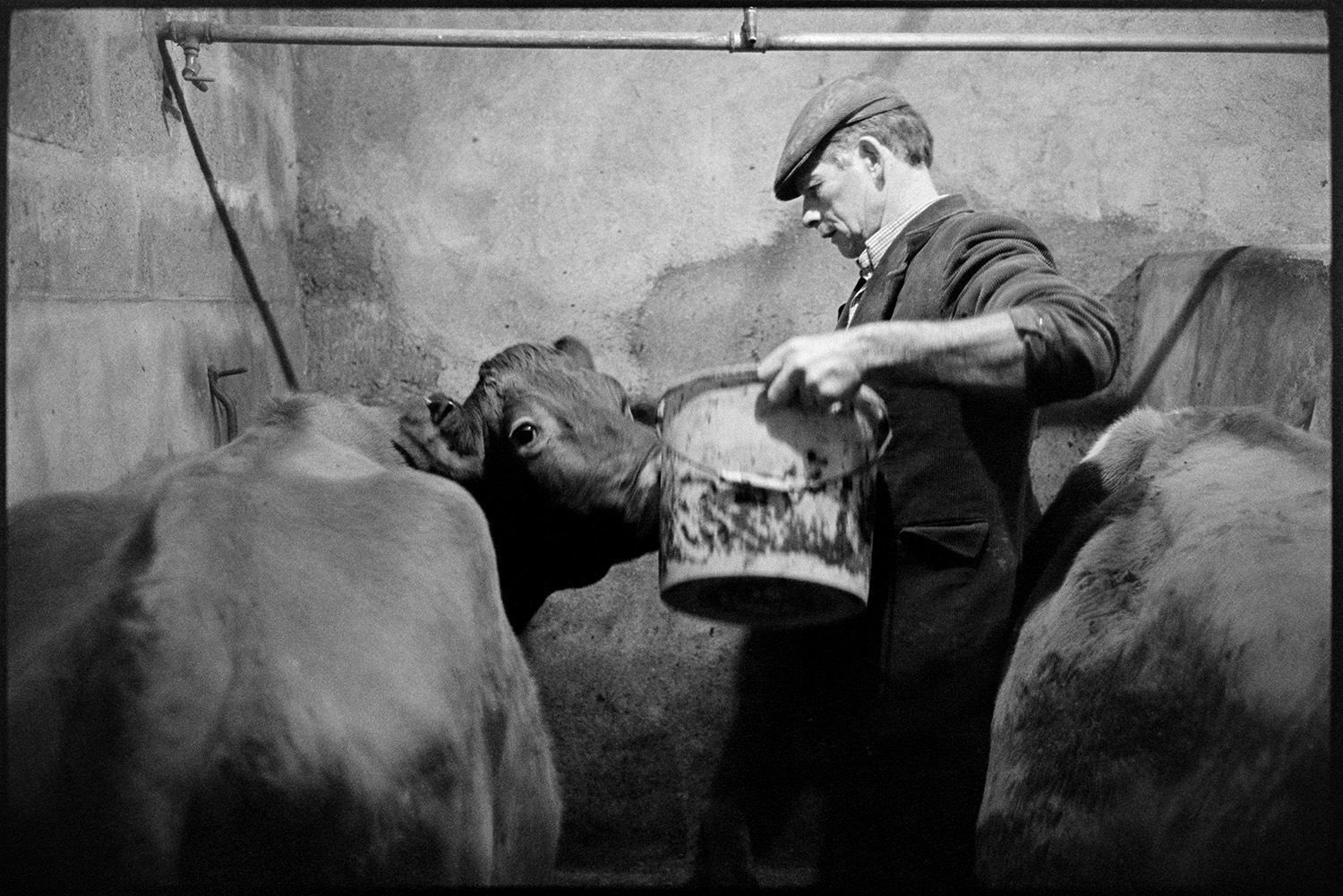 Farmer feeding cows in shed. 
[Jim Woolacott feeding a cow from a bucket, in a shed at Verdun, Atherington,]