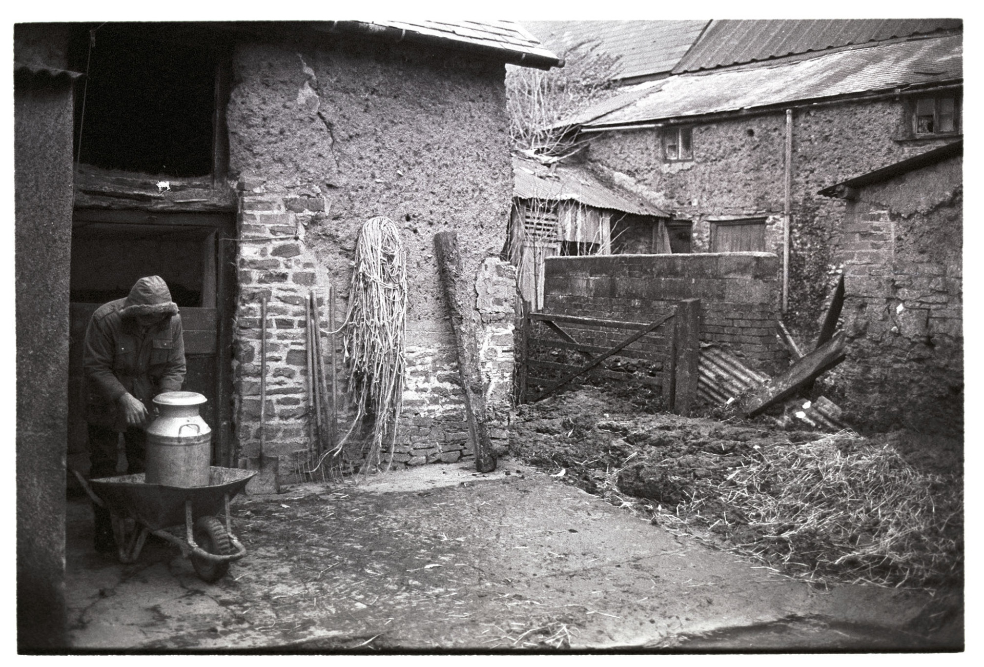 Farmer loading milk churn on wheelbarrow to take to stand in village.
[Jim Woolacott loading a milk churn into a wheelbarrow at Verdun, Atherington, to take to a milk churn stand in the village.  In the background the farmhouse and a cob and stone barn are visible.  Tools are leaning against the barn wall, and a coil of baler twine is hanging beside them.]