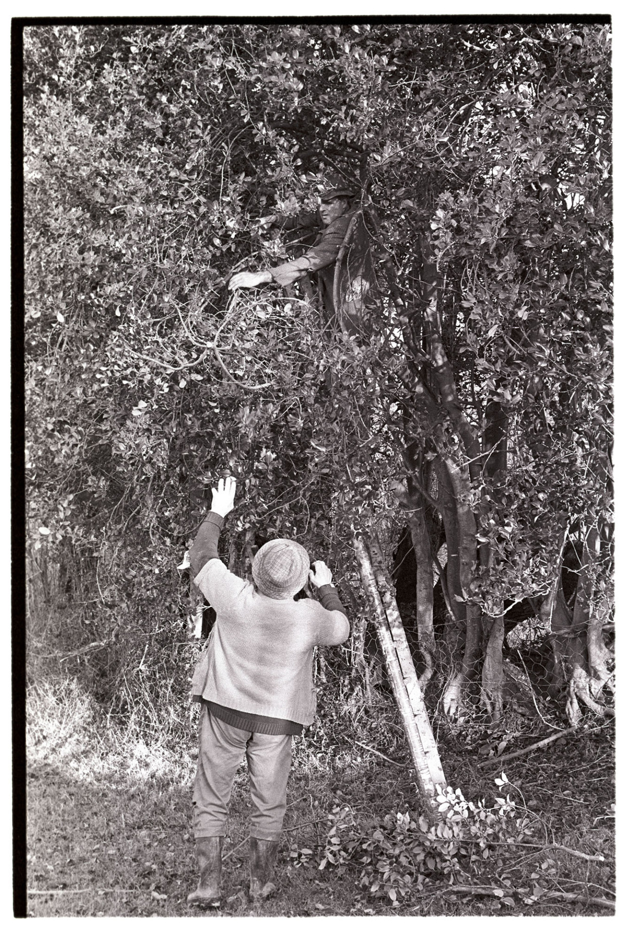 Two farmers cutting holly for Christmas decorations.
[Alf Pugsley up a ladder in a holly tree at Langham, Dolton. He is cutting holly for Christmas decorations. Archie Parkhouse is standing at the foot of the ladder receiving the boughs of holly. A pile of cut branches of holly is at his feet.]