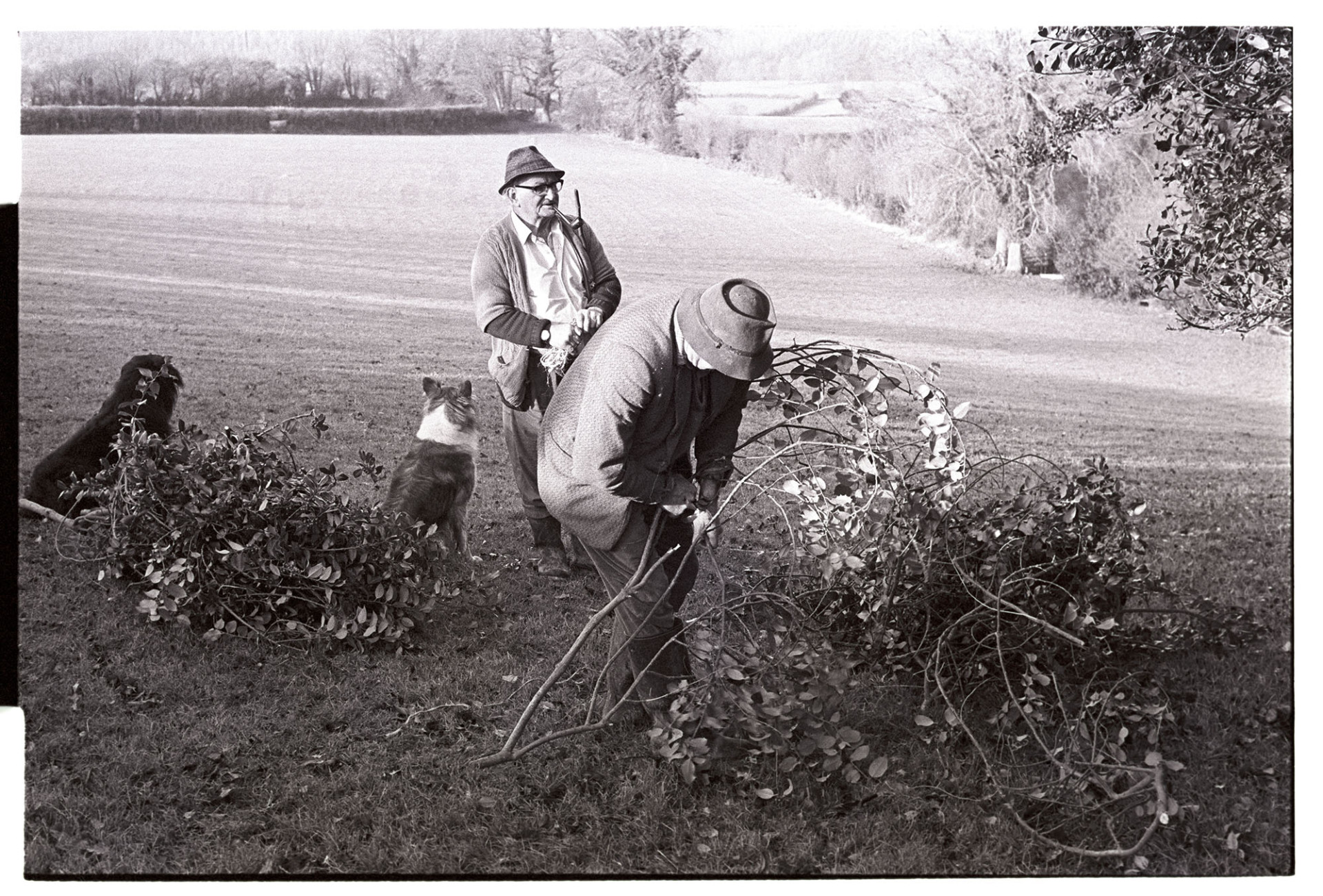 Men bundling up holly for Christmas decorations, dogs.
[Alf Pugsley bundling up holly for Christmas decorations at Langham, Dolton.  Archie Parkhouse and his two dogs are standing in the background. Archie is smoking a pipe.]