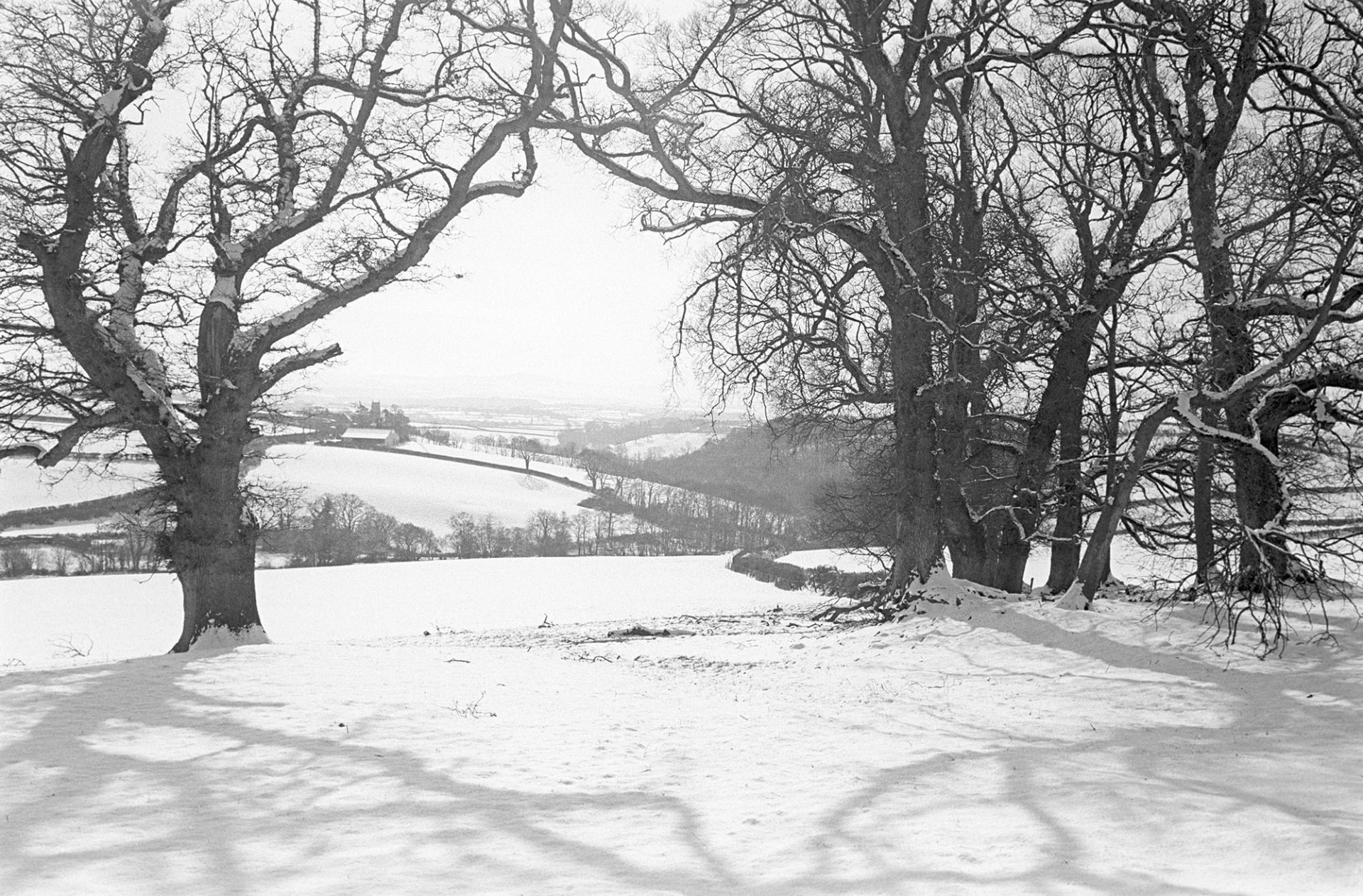 Snow scene with arch of trees, oak and elms now gone. Dutch Elm disease.
[A snowy scene at Berry, Iddesleigh, with an arch of oak and elm trees. Their shadows fall on the snow in the foreground.  The trees were later felled due to Dutch Elm Disease.]