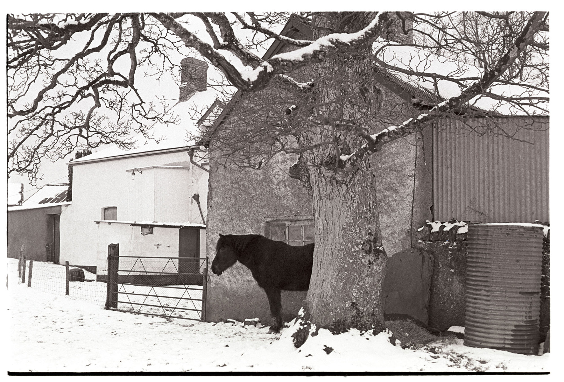 Snow scene with pony standing under tree behind farm.
[A snowy scene at Parsonage Farm, Iddesleigh, with a pony standing under a tree behind the farm.]