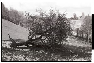 Fallen apple tree at Westpark by James Ravilious