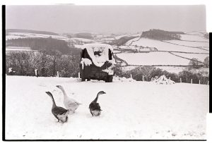 Geese in snow by James Ravilious