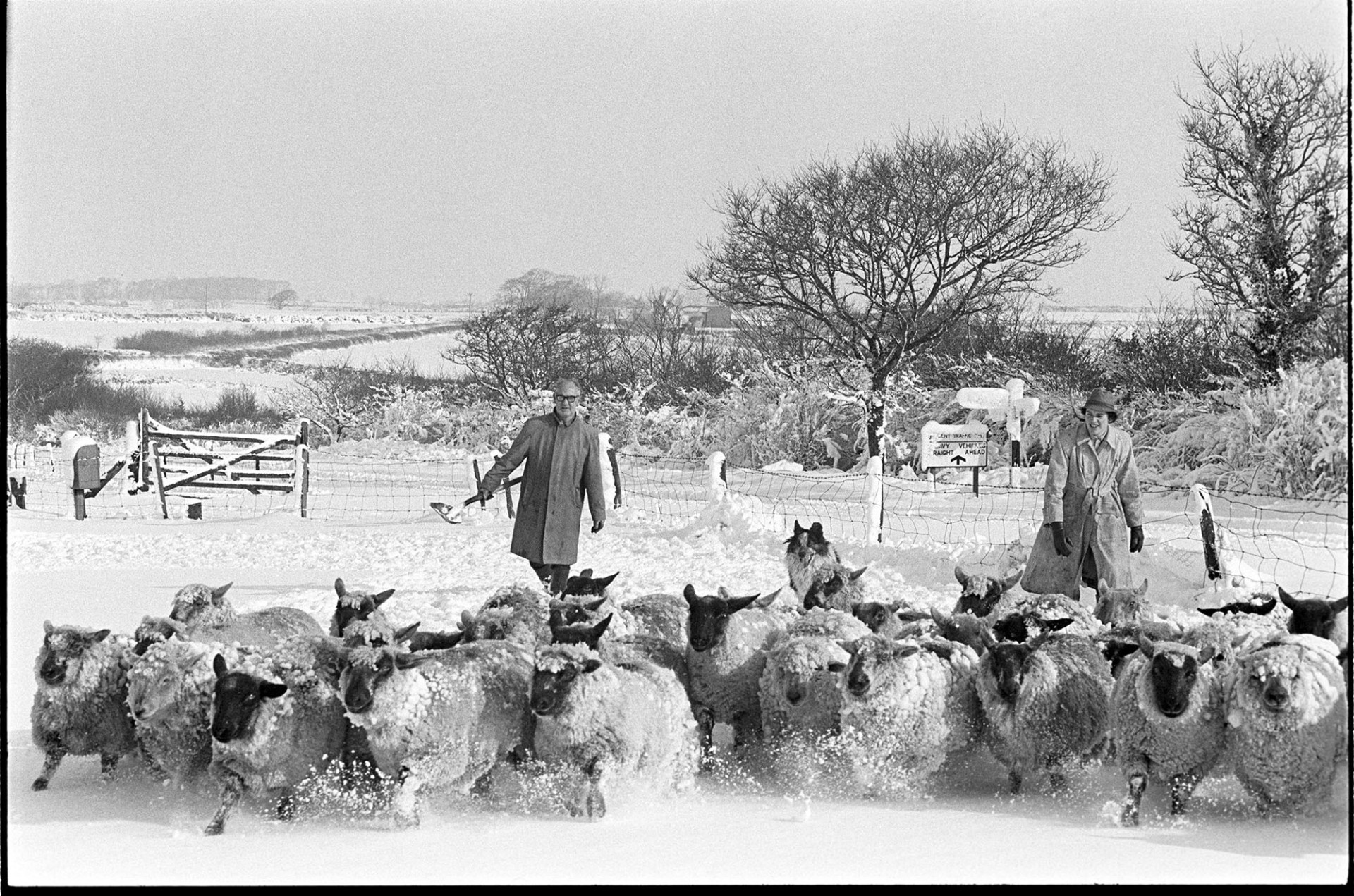 Snow, farmers herding sheep on common.
[Philip Heard, a woman and a dog herding sheep in the snow on Roborough Common. The sheep's hooves are throwing up flurries of snow. A snow covered sign post, fields and hedges are visible in the background.]
