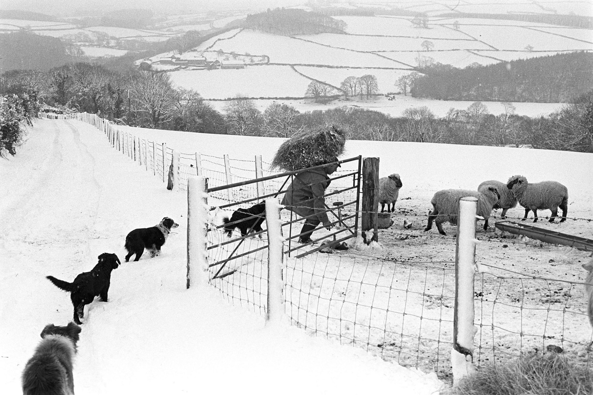 Snow, farmer with hay for sheep, dogs. 
[George Ayre entering a snow covered field carrying a bale of hay to give to sheep at Ashwell, Dolton. He is followed by four dogs. In the background a landscape of snow covered fields, farm buildings and trees in visible.]