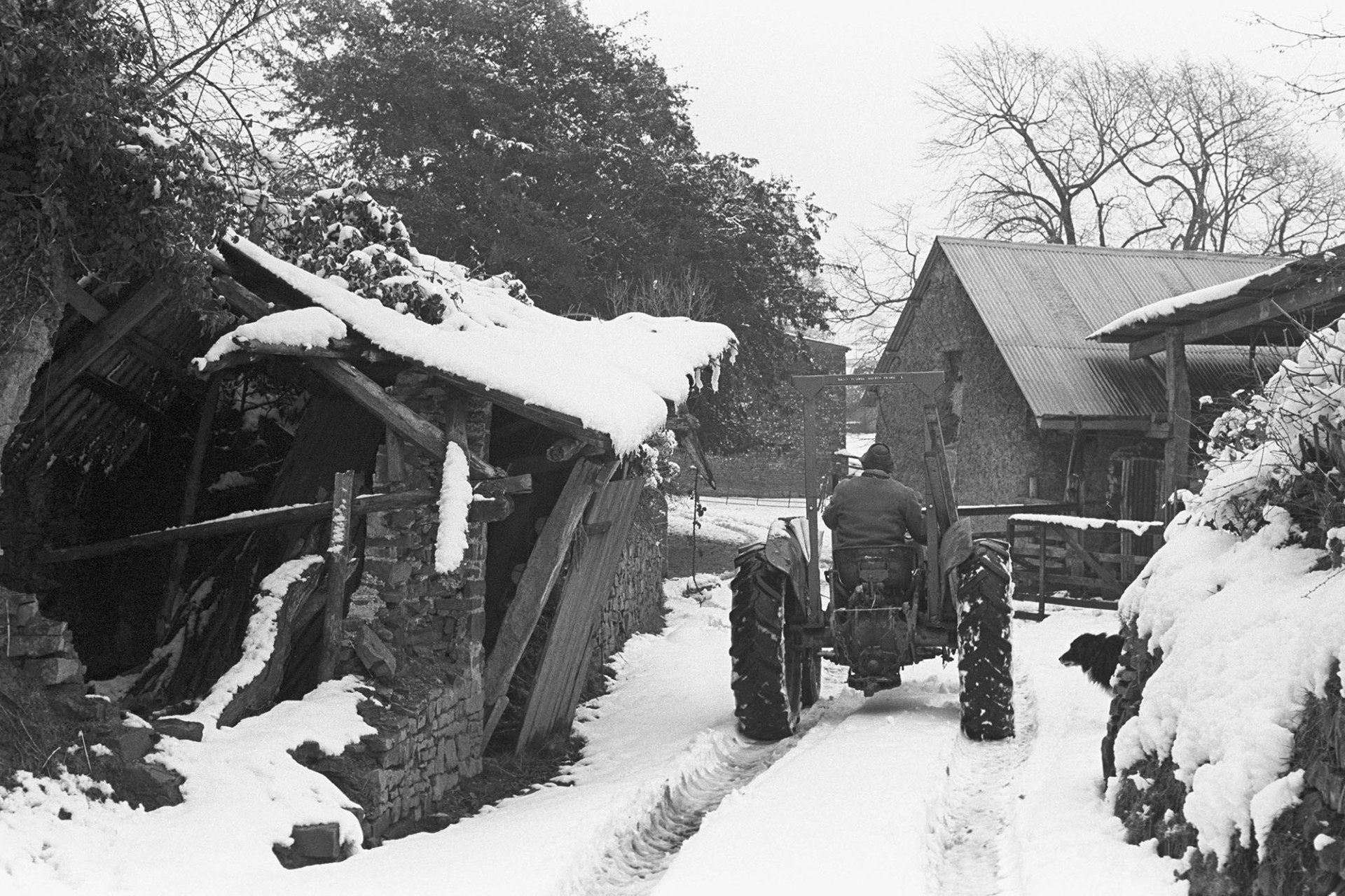 Snow, tractor and collapsed farm buildings, shed. 
[Alf Pugsley driving a tractor through the snow covered farmyard at Lower Langham Farm, Dolton. A snow covered collapsed barn is visible in the foreground and other farm buildings can be seen in the background.]