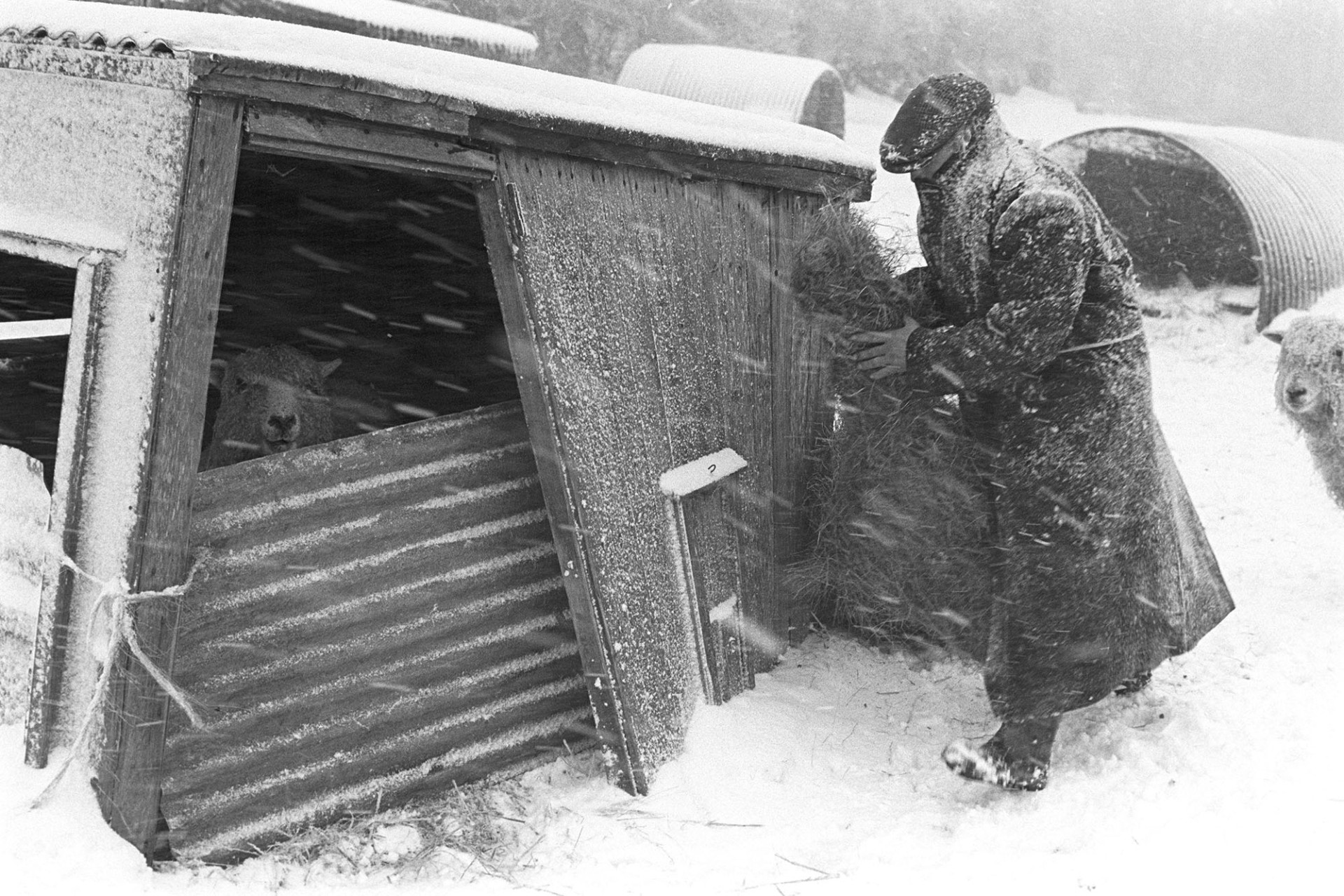 Snow, farmer feeding sheep in blizzard. 
[Ivor Brock feeding hay to a sheep in a wooden and corrugated iron shed, at Millhams, Dolton, in a snow blizzard. Other sheds are visible in the background.]