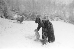 Ivor Brock rescuing a lamb in a blizzard by James Ravilious