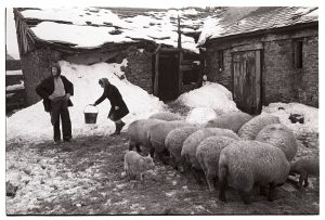 Gwennie and Donald Jones feeding their sheep by James Ravilious