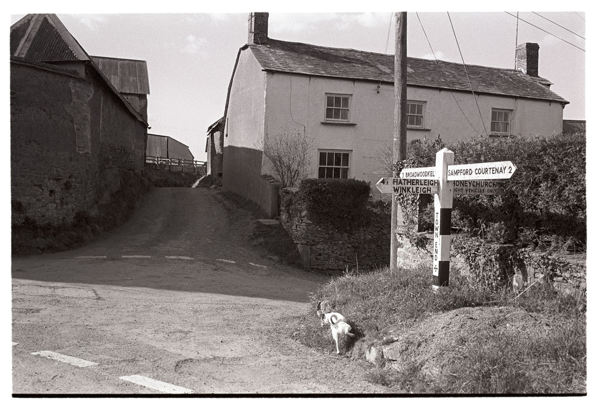Street scene, sign post with dog peeing. 
[A dog urinating on the verge by the Town End Cross signpost at Exbourne. A house and barns can be seen further up the road in the background.]