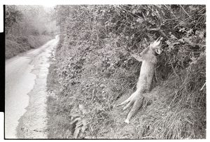 Fox caught in snare hanging in a hedge by James Ravilious