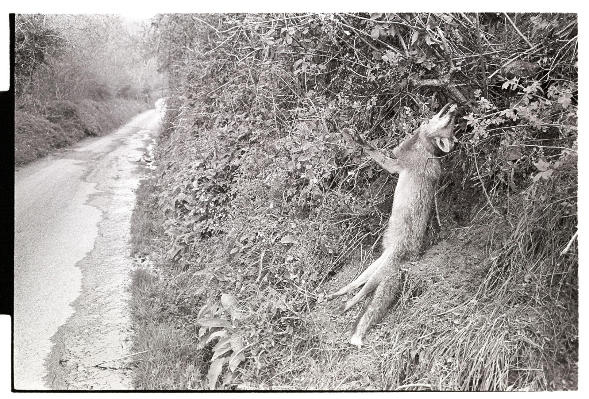 Fox caught in snare hanging in hedge. 
[A fox caught in a snare in a hedge at Millhams, Dolton.]