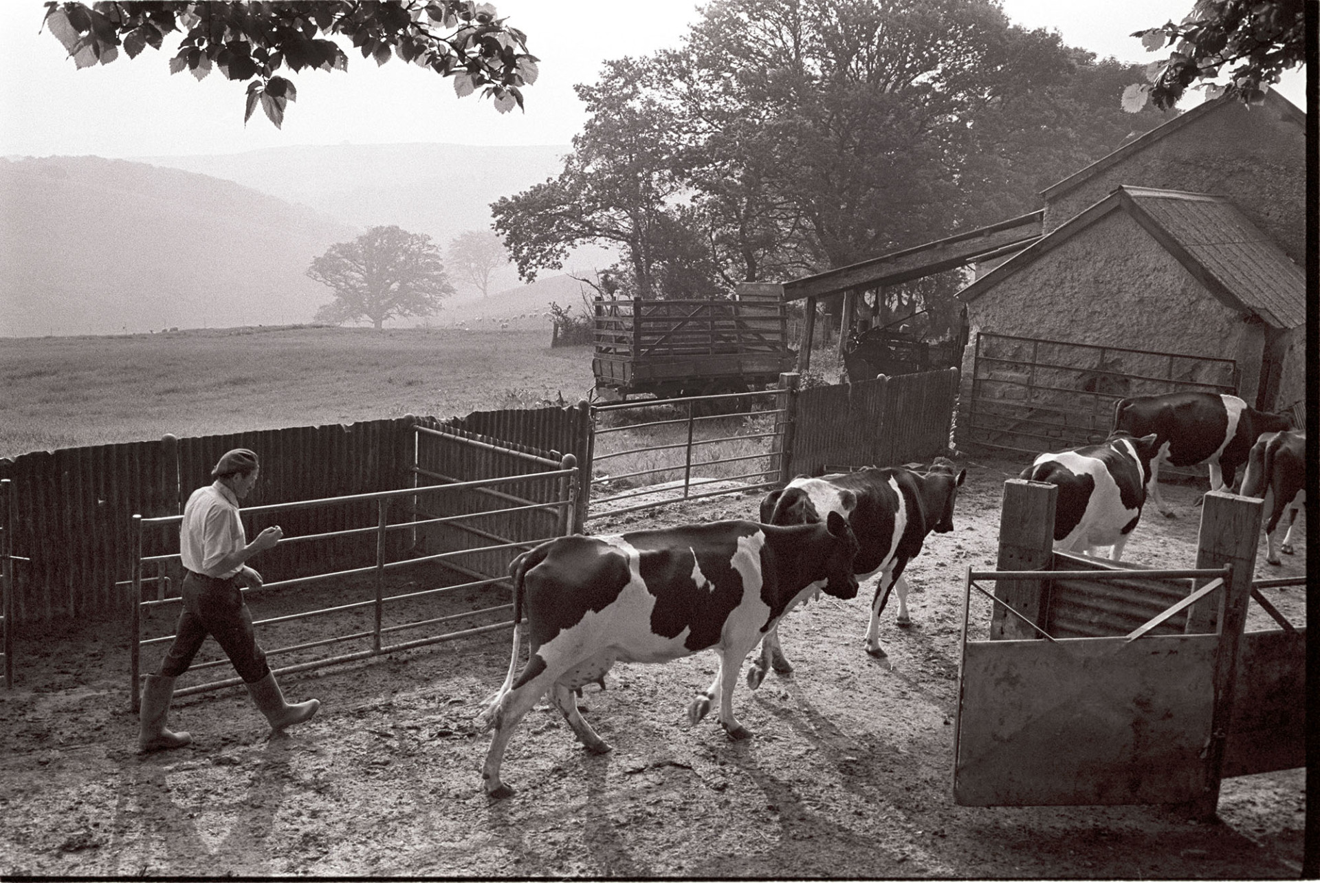 Farmer bringing cows in to be milked across farmyard. 
[A man herding cows through a farmyard to be milked at Densham, Ashreigney. Barns, fields and a trailer are visible in the background.]
