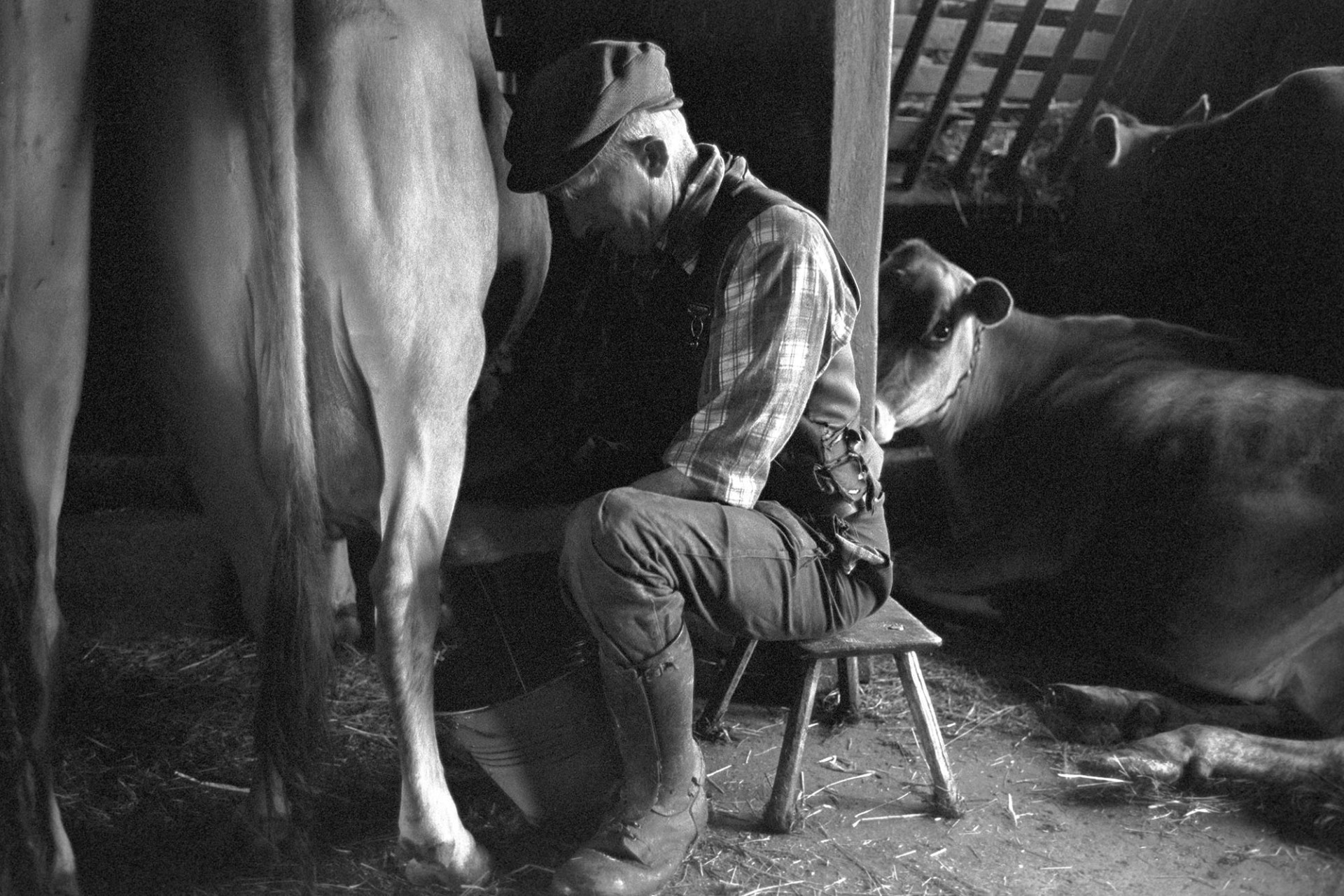 Farmer milking cow by hand.
[Gordon Sanders sitting on a stool milking a cow by hand, at Reynards Park, Ashreigney. Two other cows are in the next stall in the milking parlour.]