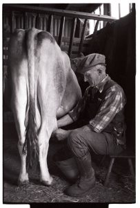 Gordon Sanders milking by James Ravilious
