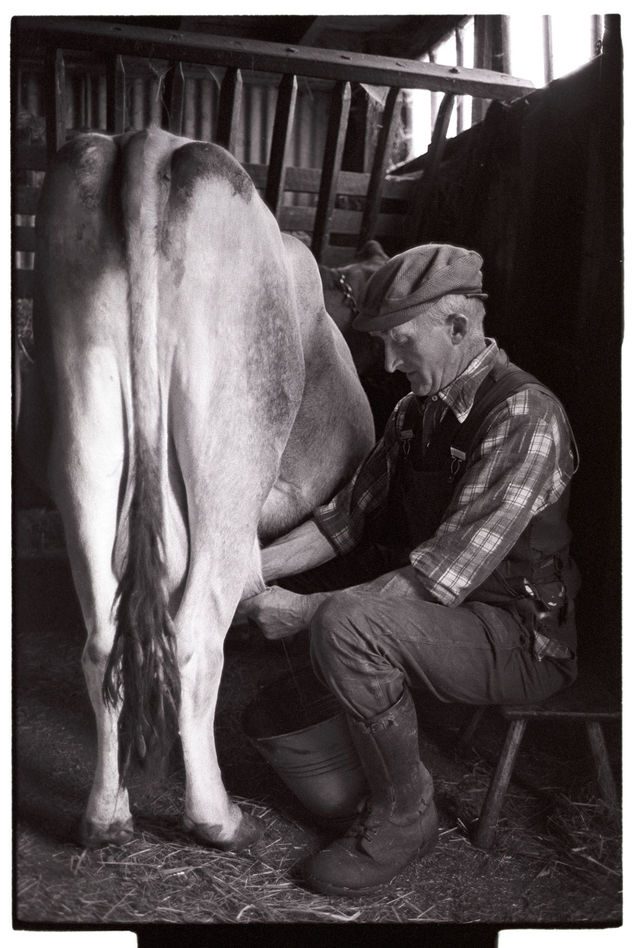 Farmer milking cow by hand.
[Gordon Sanders sitting on a stool milking a cow by hand in a milking parlour at Reynards Park, Ashreigney.]