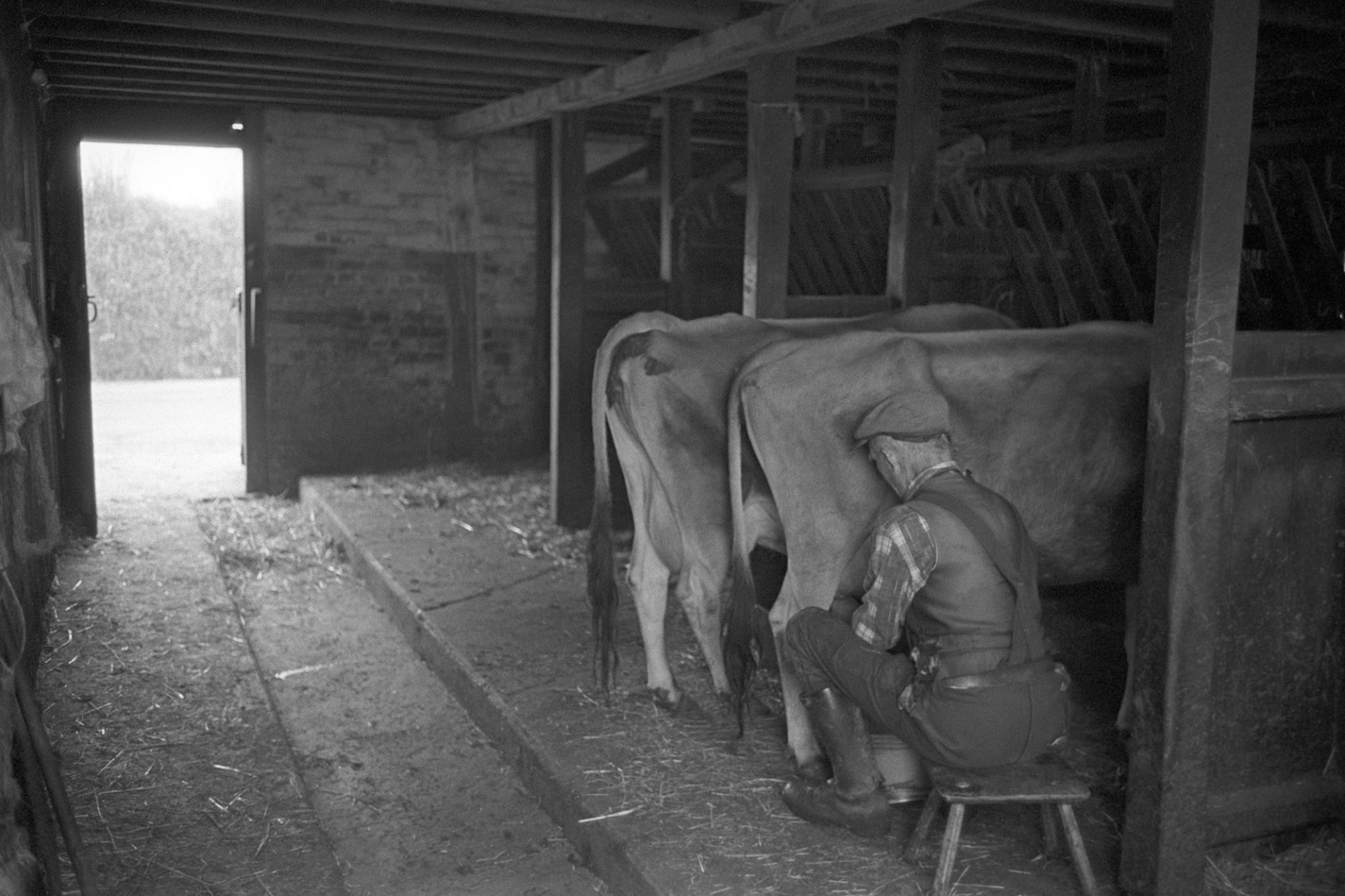Farmer milking cow by hand.
[Gordon Sanders sitting on a stool milking a cow by hand at Reynards Park, Ashreigney. Another cow is also stood in the milking parlour.]