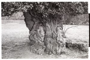 Oak tree at Kings Nympton Park by James Ravilious