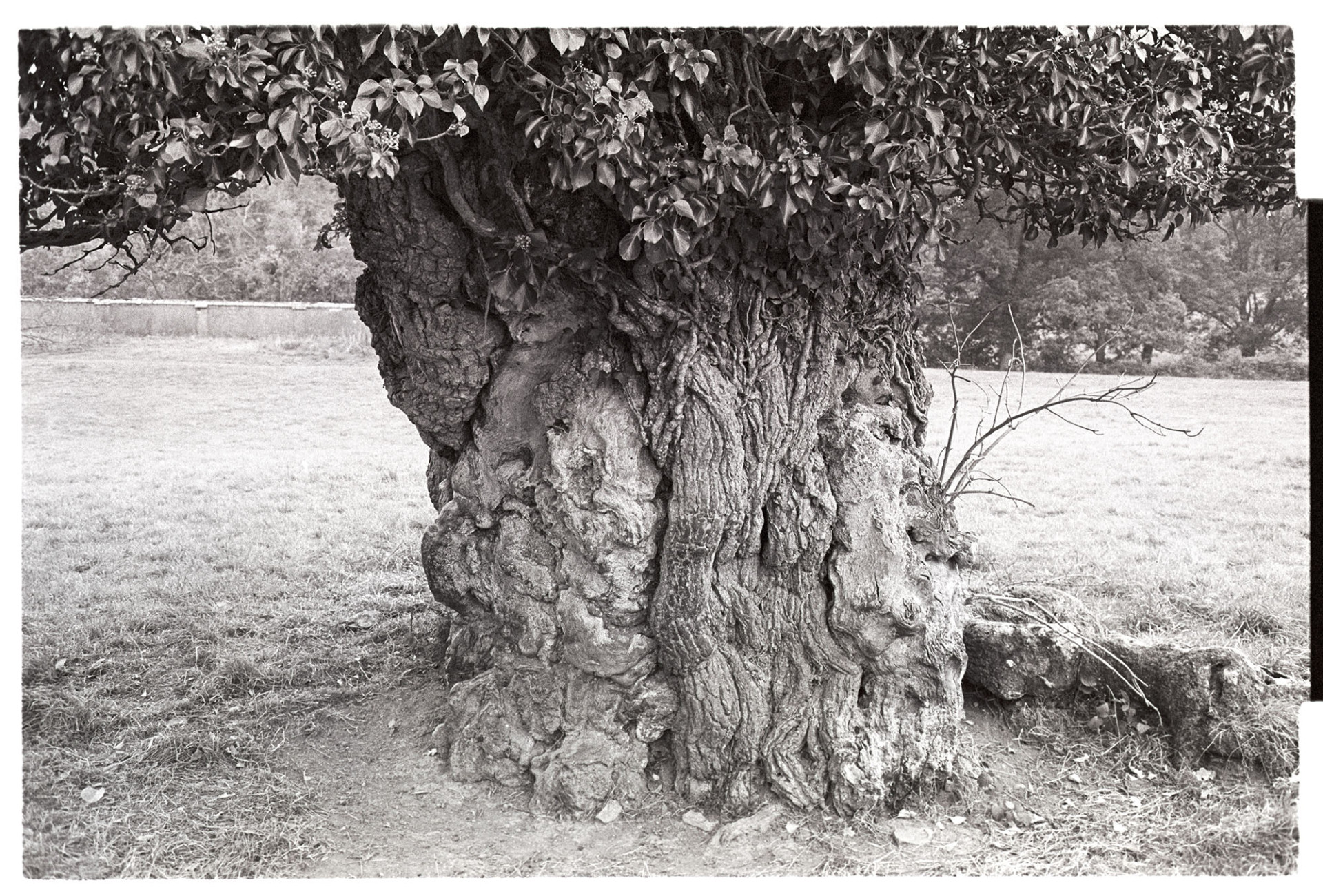 Gnarled trunk of oak tree. 
[An oak tree with a gnarled trunk at Kings Nympton Park]