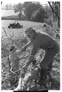 Stephen Squire and Alf Pugsley laying a hedge by James Ravilious