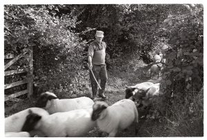 Alf Pugsley counting his sheep by James Ravilious
