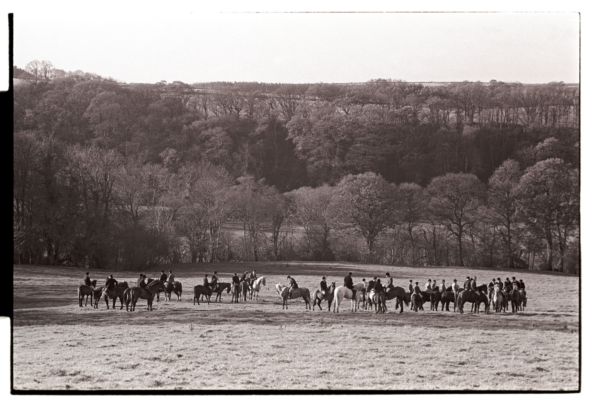 Hunters and horses waiting in field with woods behind. 
[Huntsmen and horses waiting in a field at Ashwell, Dolton for the hunt hounds to catch a scent. Trees and fields are visible in the background.]