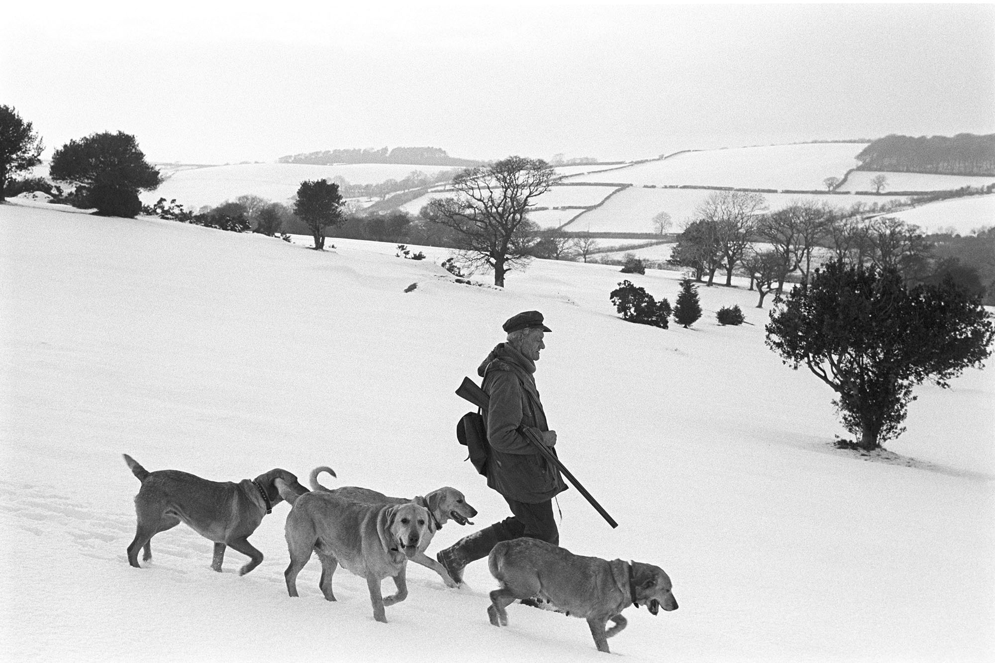 Snow, man shooting with dogs walking through snow. 
[William Kelly shooting in a snow covered field, in Okehampton, with four dogs. A snow covered landscape of fields, trees and hedges can be seen in the background.]