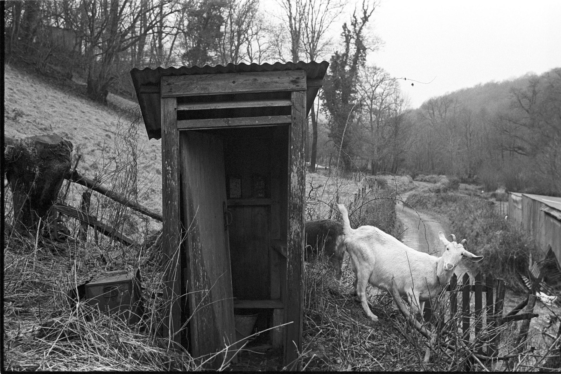 Outside toilet, lavatory with goats. 
[Two goats by an outside toilet at Millhams, Dolton. The toilet is wooden with a corrugated iron roof. In the background a field, lane and wooded area is visible.]