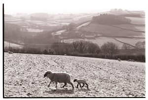 Ewe and lamb in frosty landscape by James Ravilious