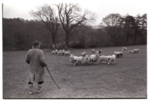 Archie Parkhouse checking sheep by James Ravilious