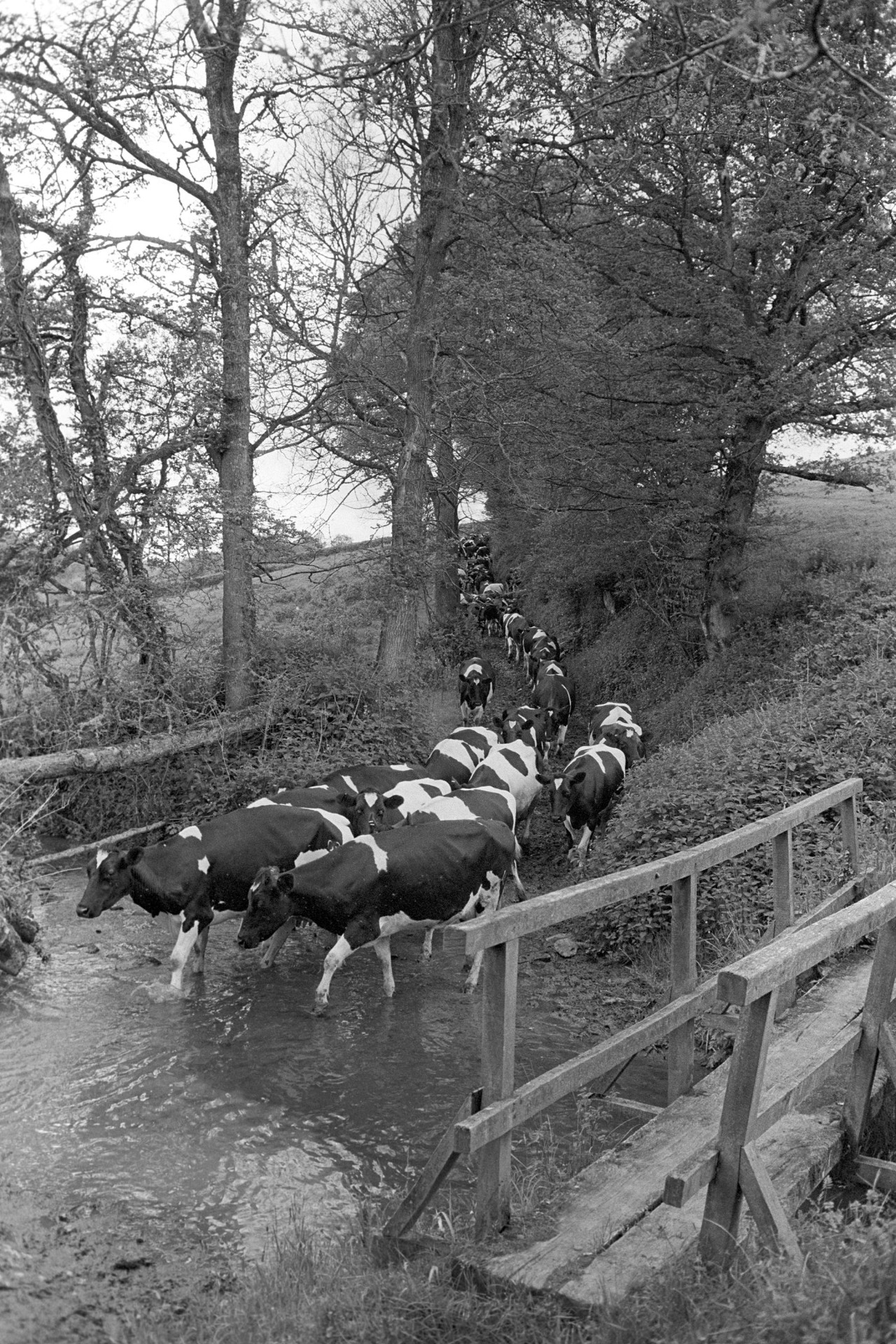 Cows going to be milked past elm trees and footbridge over stream. 
[Cows being herded along a lane past elm trees and through a stream to be milked at Cleave Farm, Dolton. They are passing a wooden footbridge over the stream.]